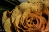 Rose mit Tau - (c) L Lammers.jpg